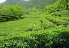 山东十大地理标志商标“日照绿茶”排名第三