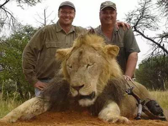 非洲狮王惨遭毒手 抢注风潮考验国外商标审查员 