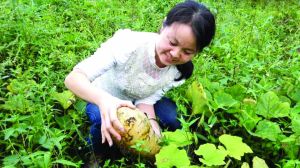 郝亞亭在農(nóng)田中。金陵晚報(bào)記者